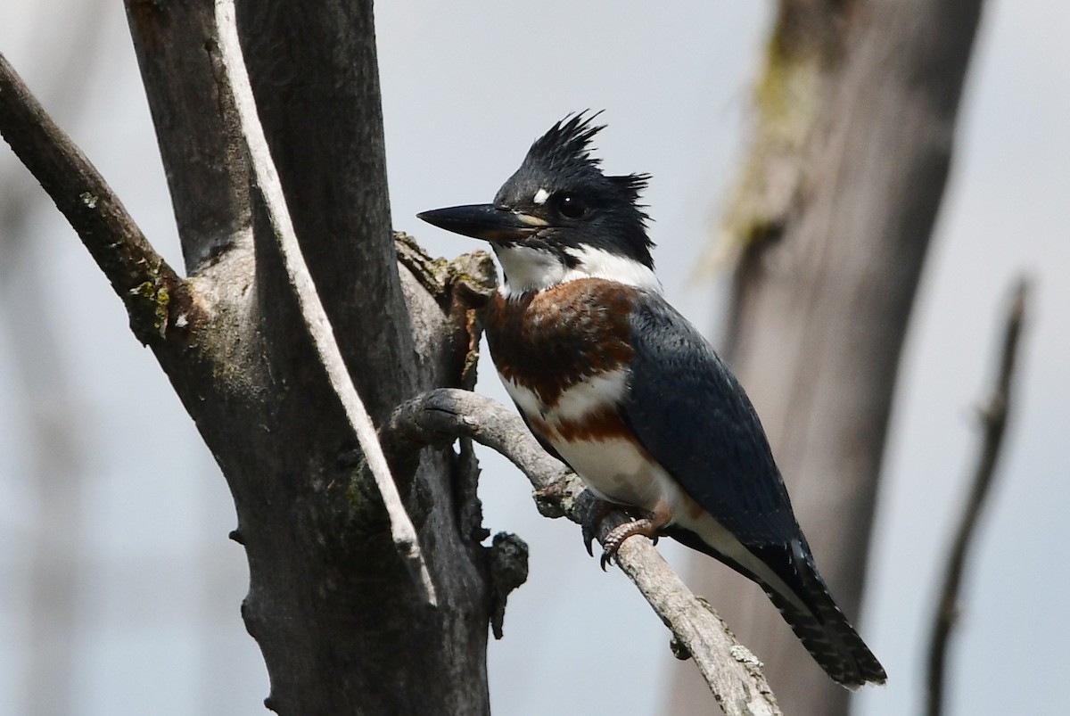 Belted Kingfisher - ML607261311