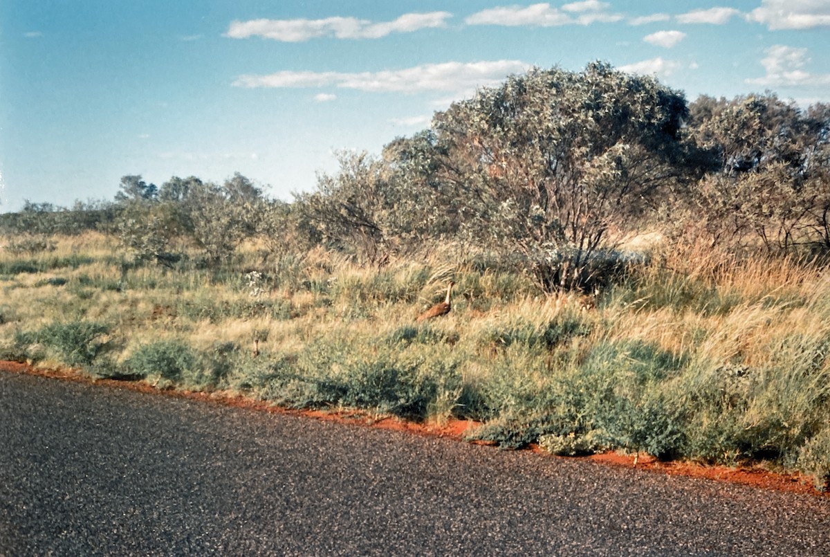 Australian Bustard - ML607261391