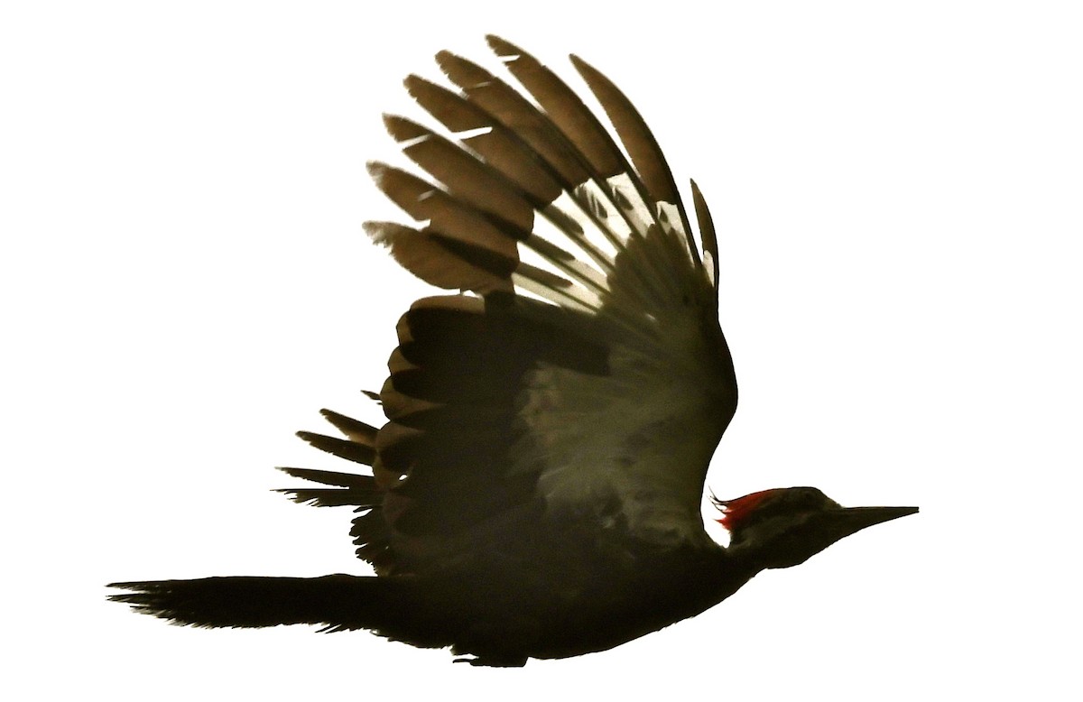 Pileated Woodpecker - Suzanne Zuckerman