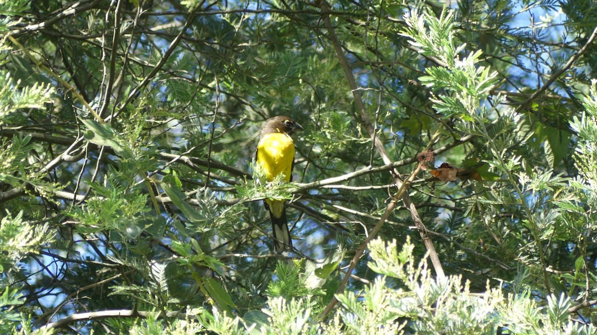 Black-backed Grosbeak - ML607261901