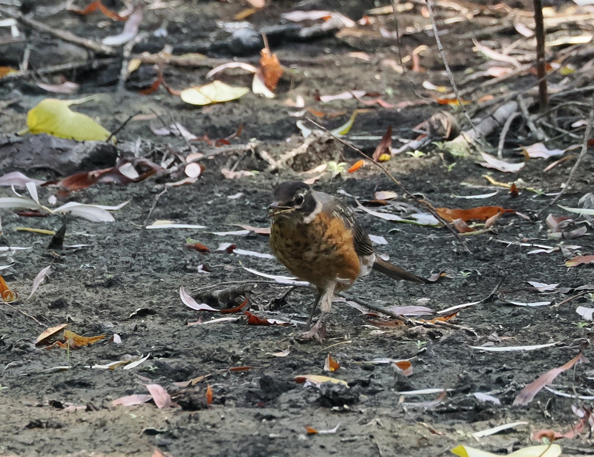 American Robin - Veronica Goidanich