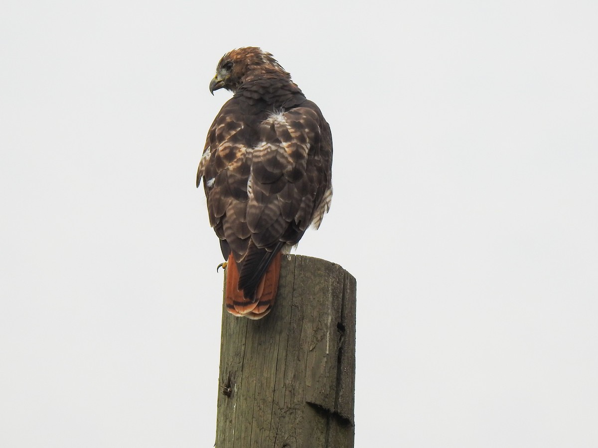 Red-tailed Hawk - N  M