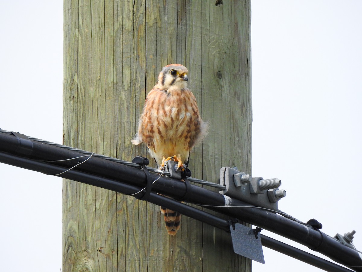 American Kestrel - ML607263371