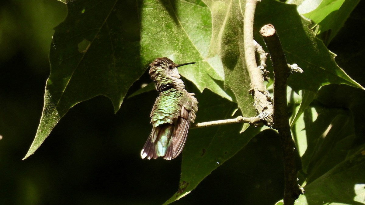 Ruby-throated Hummingbird - ML607264371