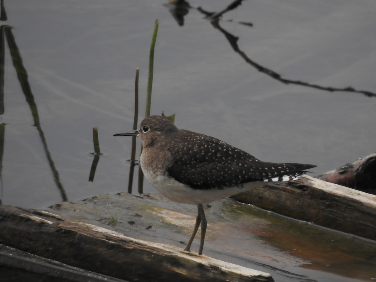 Solitary Sandpiper - Lucette lyons