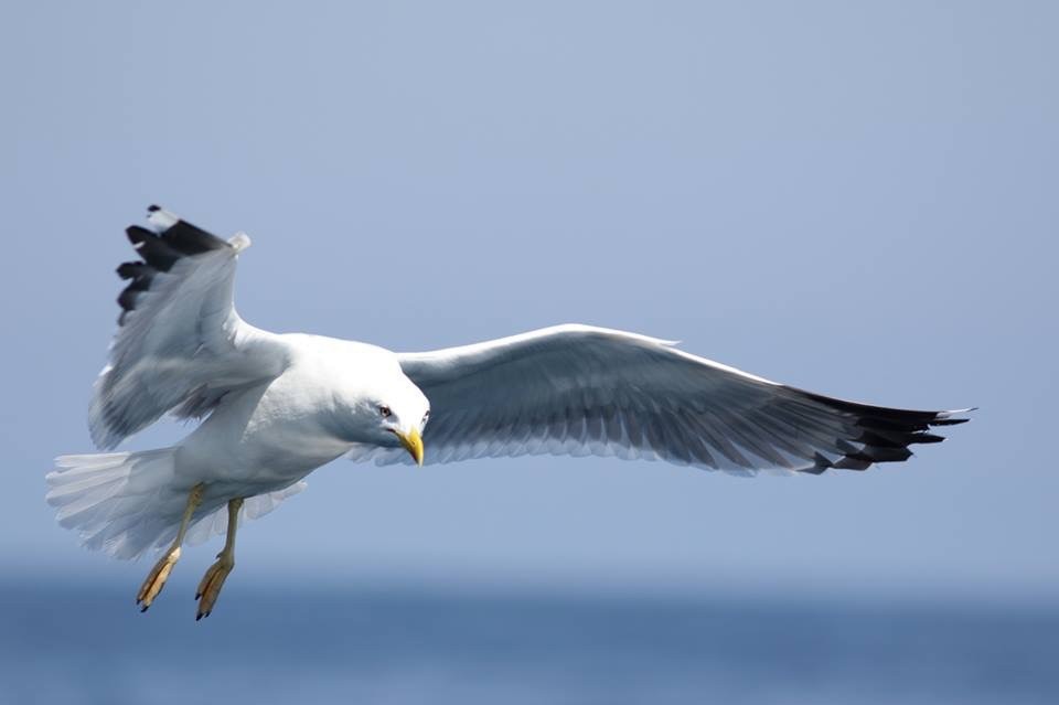 Yellow-legged Gull - Jesús Mari Lekuona Sánchez