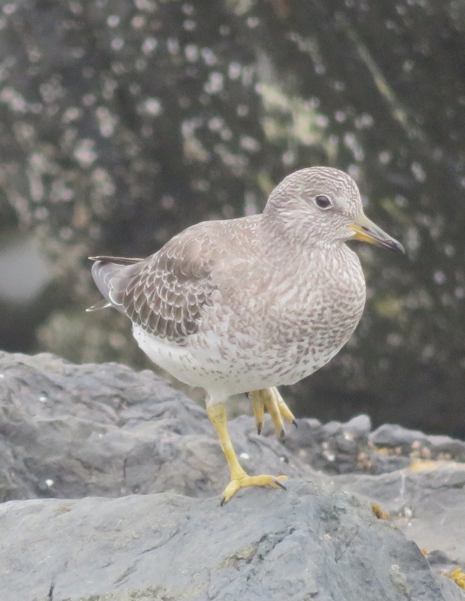 Surfbird - ML607267151