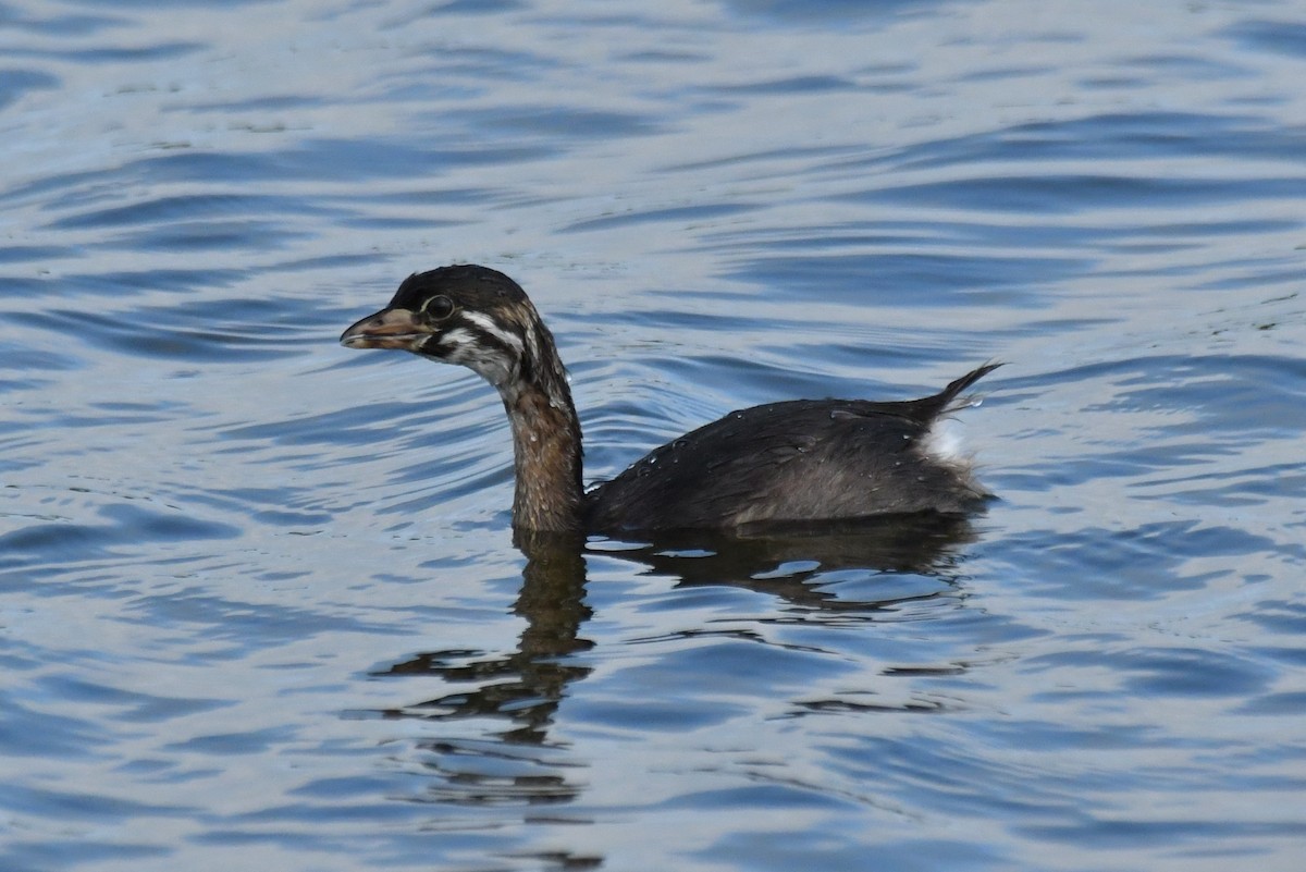 Pied-billed Grebe - Wayne Grubert