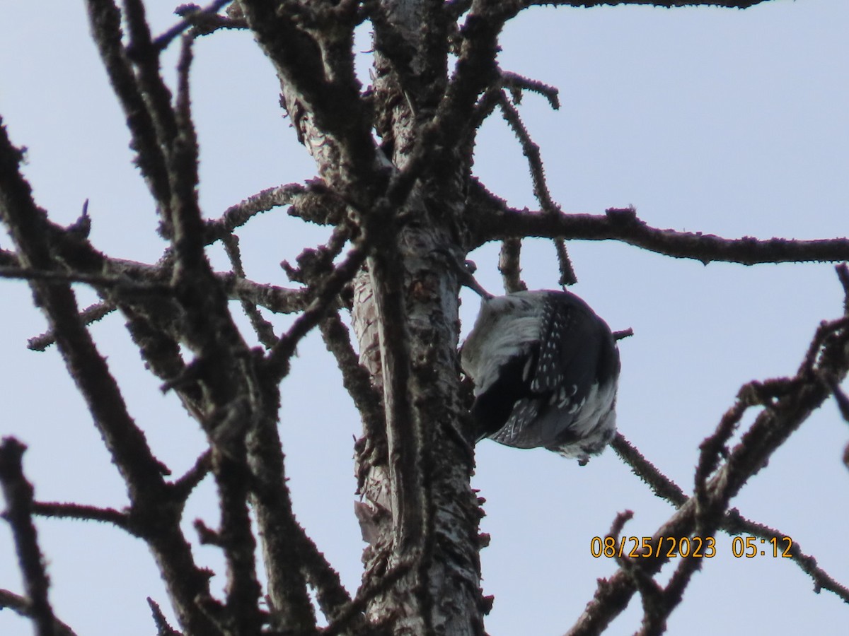 American Three-toed Woodpecker - ML607269041