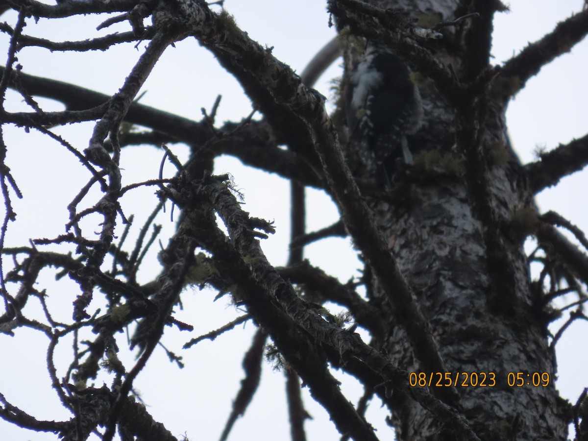 American Three-toed Woodpecker - Ricky Olson