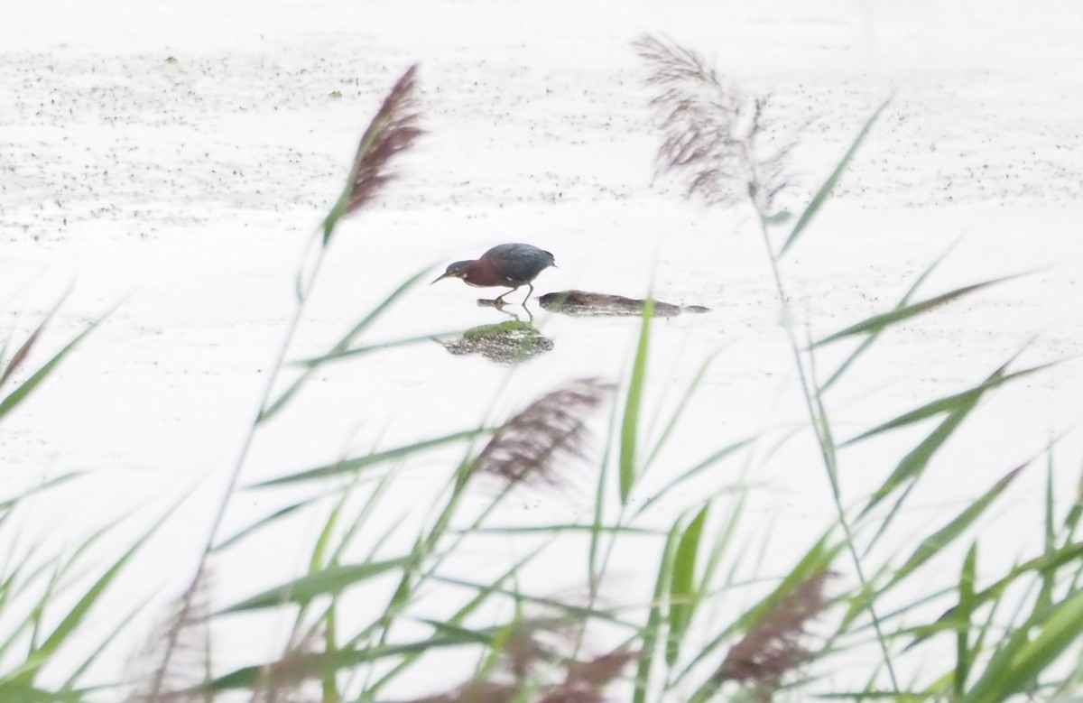 Green Heron - Bob Maddox