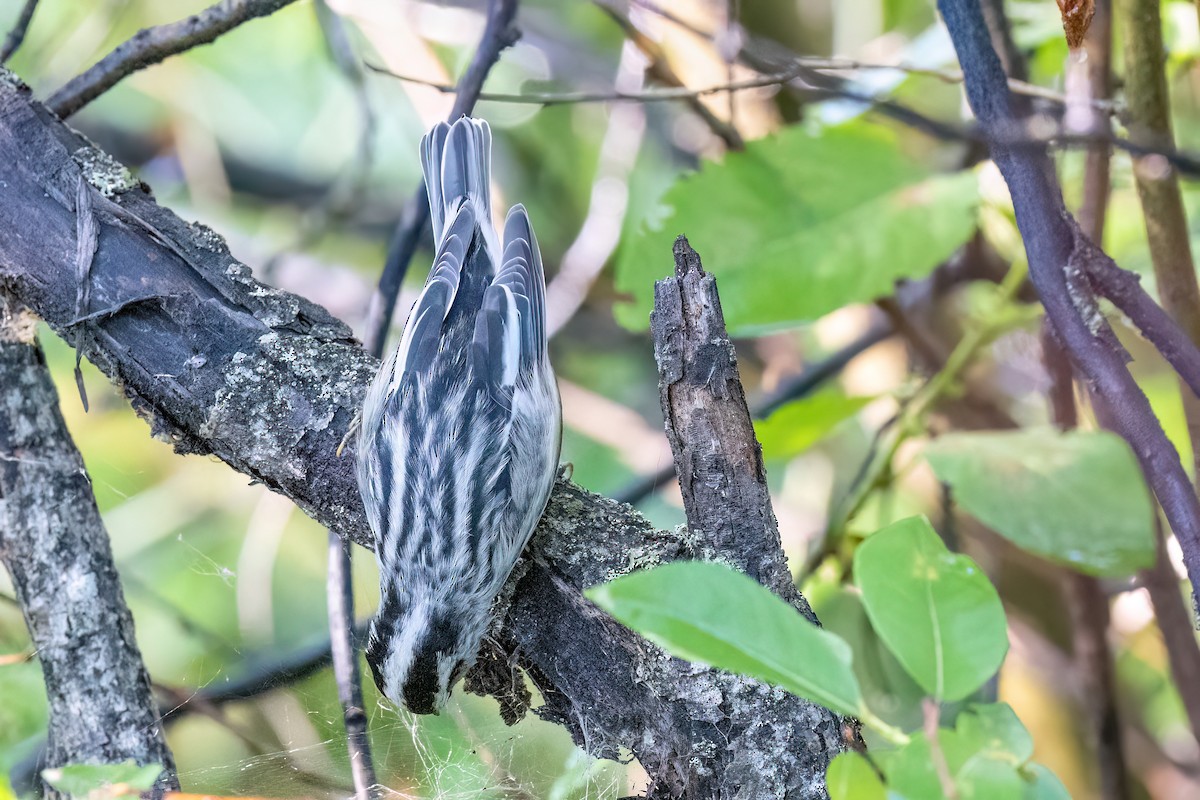 Black-and-white Warbler - Alan Knowles