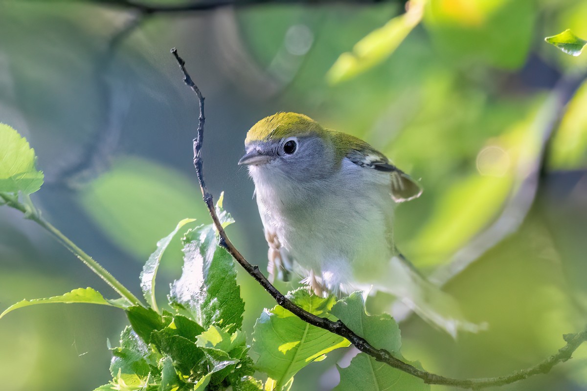 Chestnut-sided Warbler - Alan Knowles