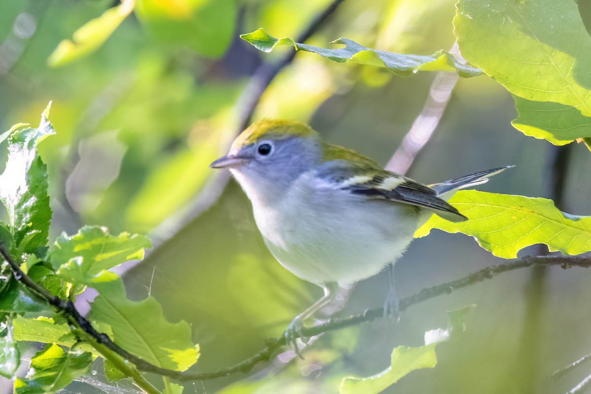 Chestnut-sided Warbler - Alan Knowles