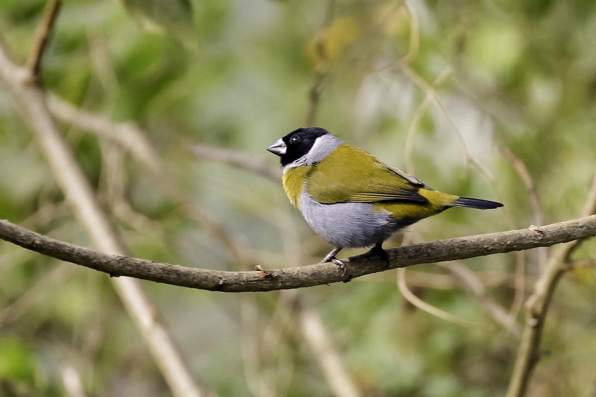 White-collared Oliveback - Sayam U. Chowdhury