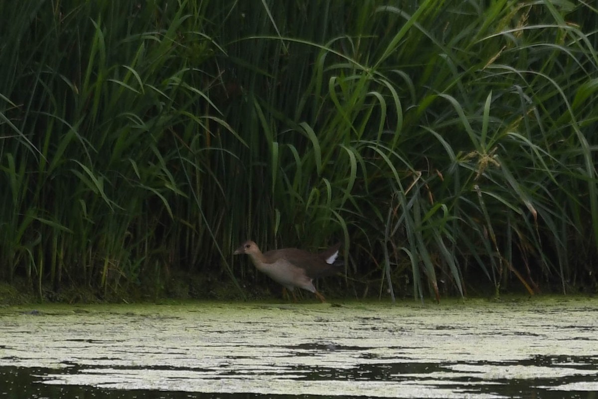 Purple Gallinule - Joanne Dial