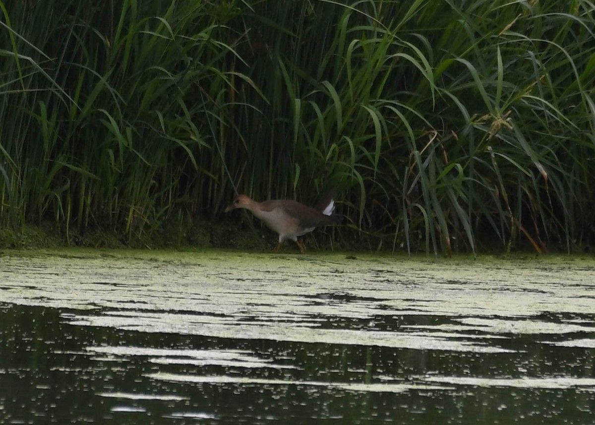 Purple Gallinule - Joanne Dial