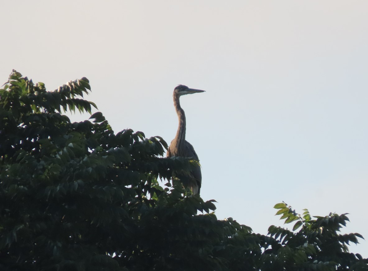 Great Blue Heron - ML607271461