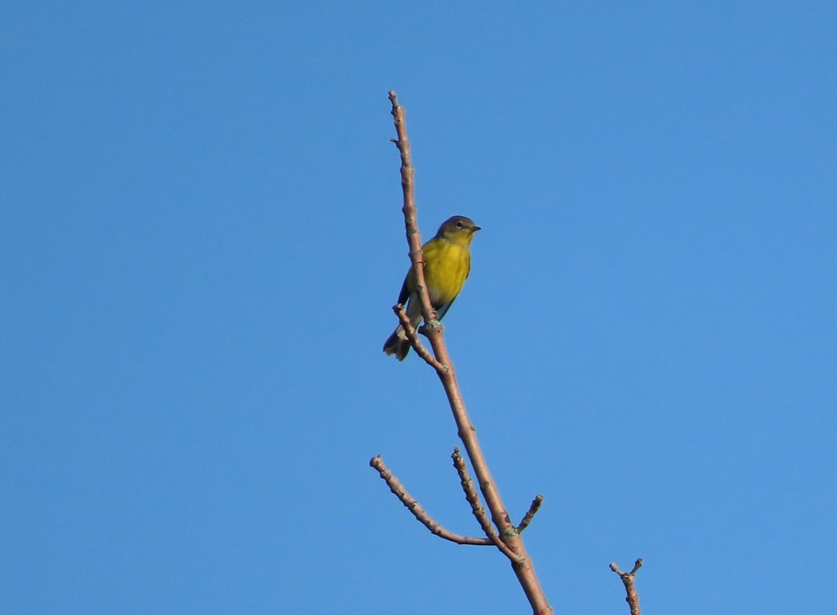 Magnolia Warbler - ML607271541