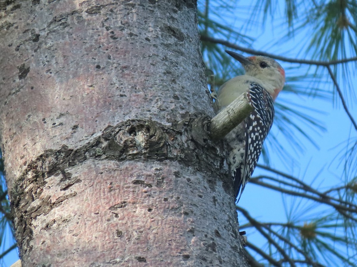 Red-bellied Woodpecker - ML607271601