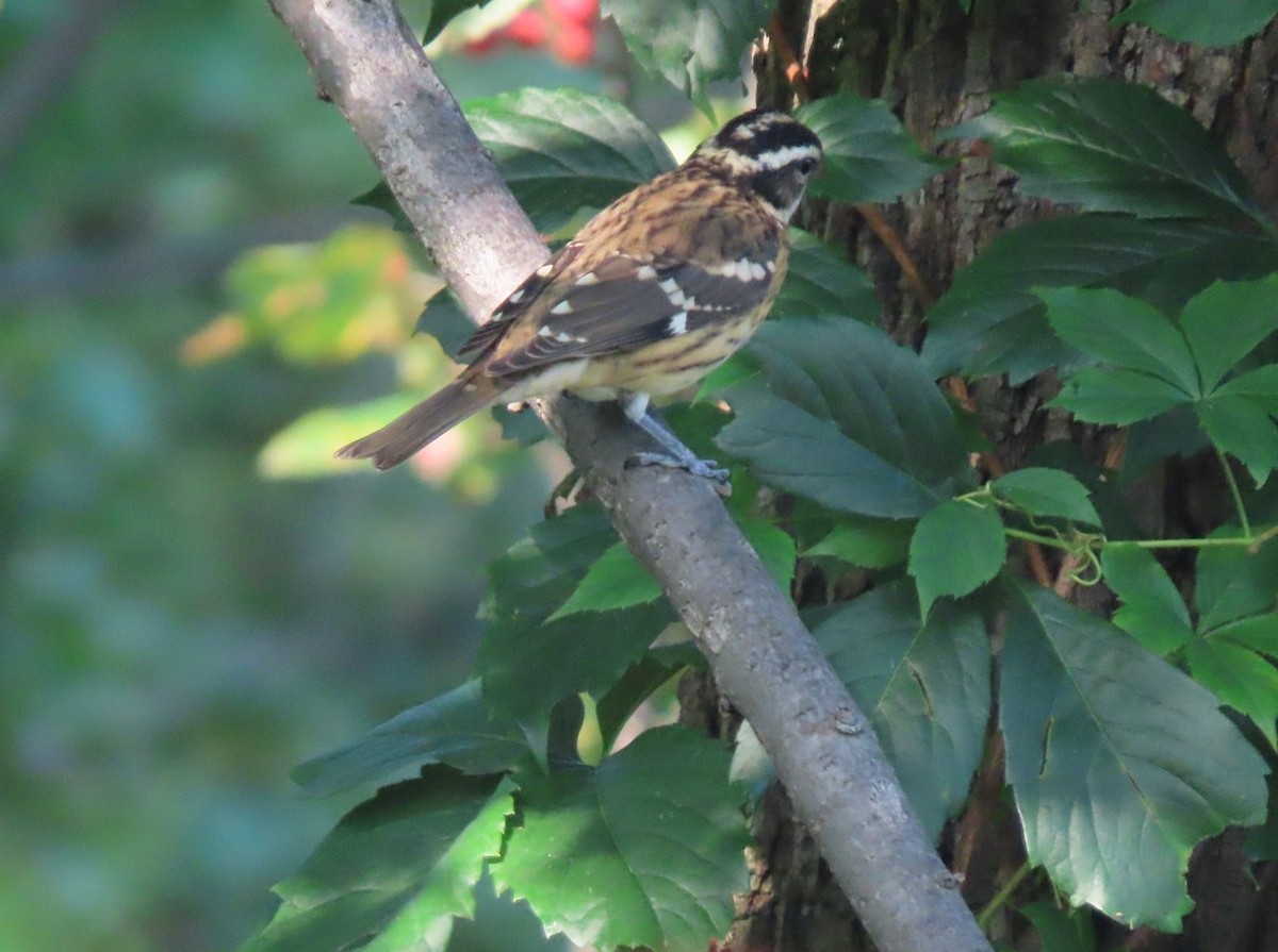 Rose-breasted Grosbeak - ML607271891