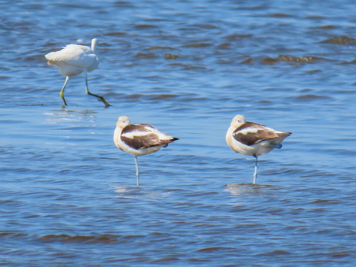 Avocette d'Amérique - ML607272151