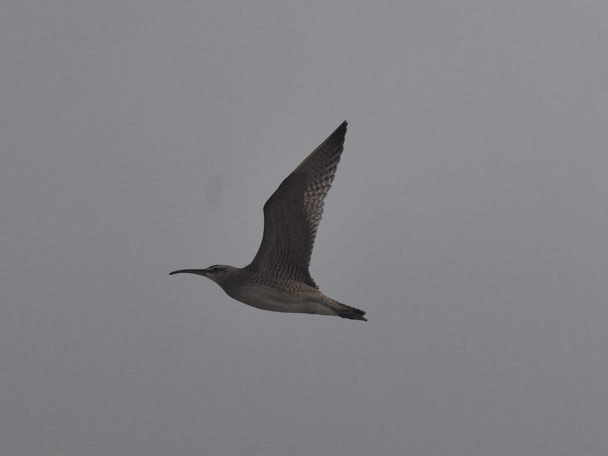 Whimbrel - Brian Vigorito