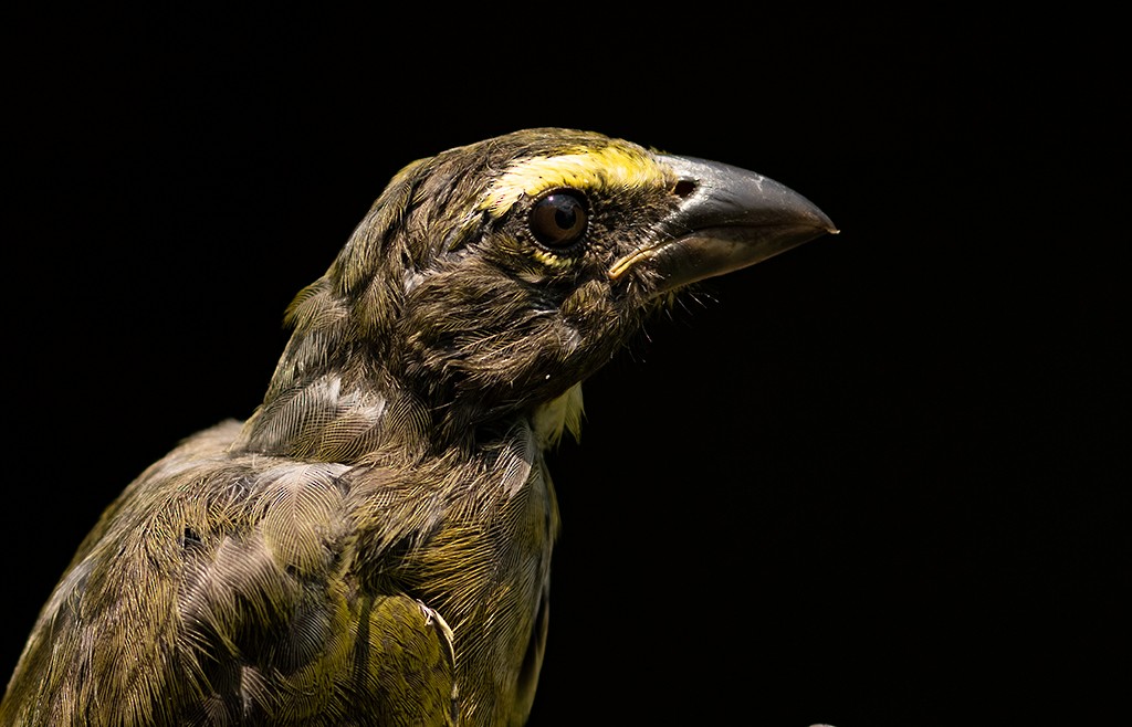Cinnamon-bellied Saltator - ML607272691