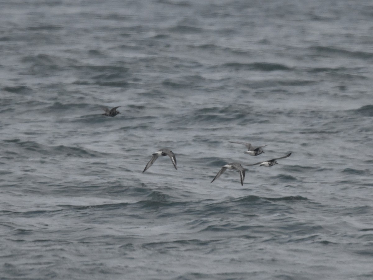 American Golden-Plover - ML607273011