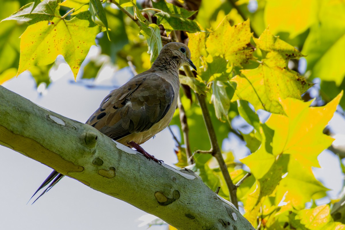 Mourning Dove - ML607273311