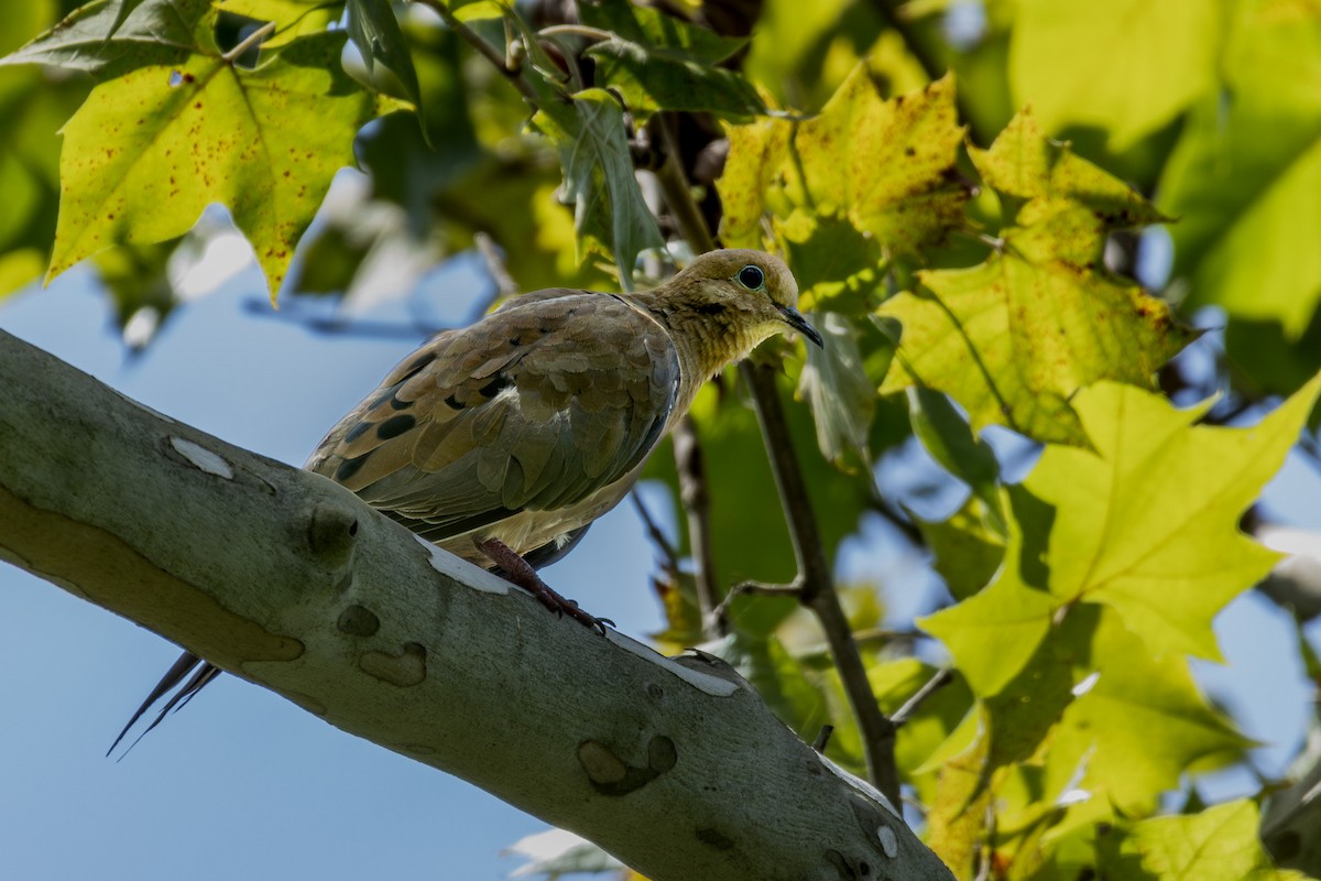 Mourning Dove - Sean Fahey