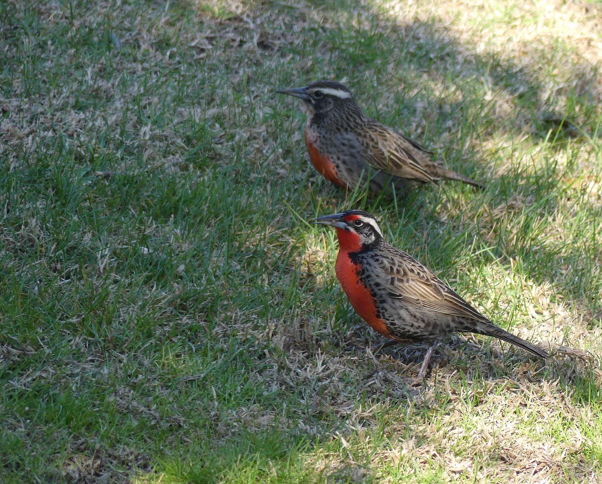 Long-tailed Meadowlark - ML607273911