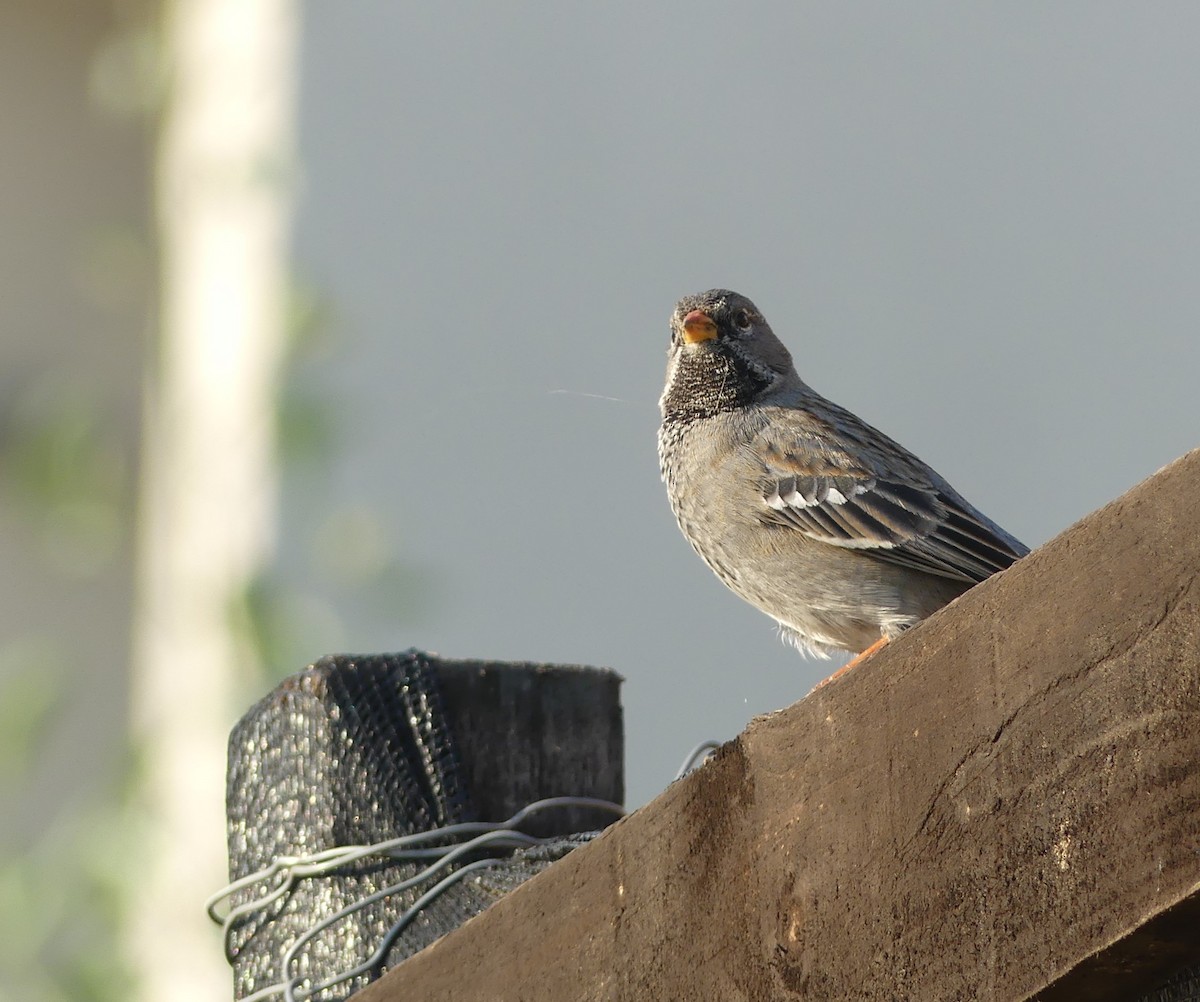 Mourning Sierra Finch - ML607274041