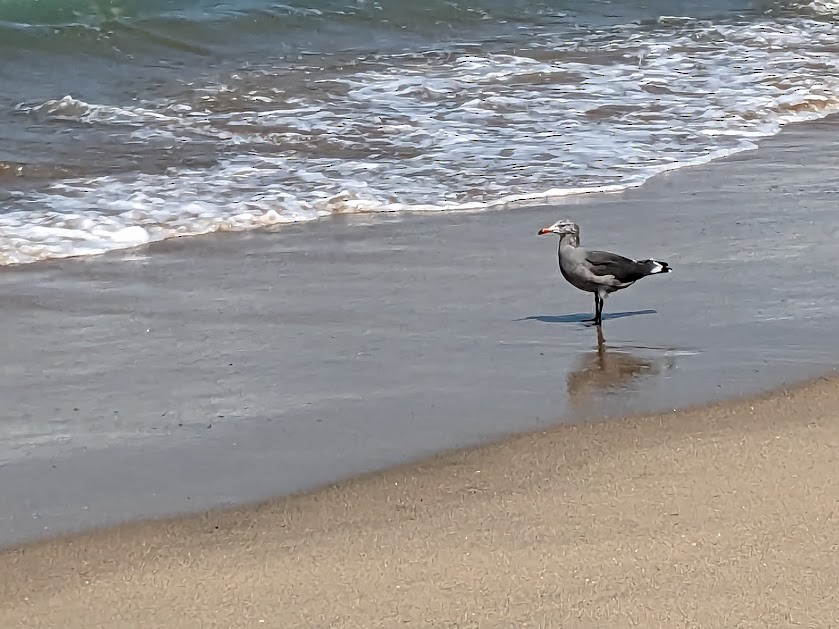 Gaviota Mexicana - ML607274251