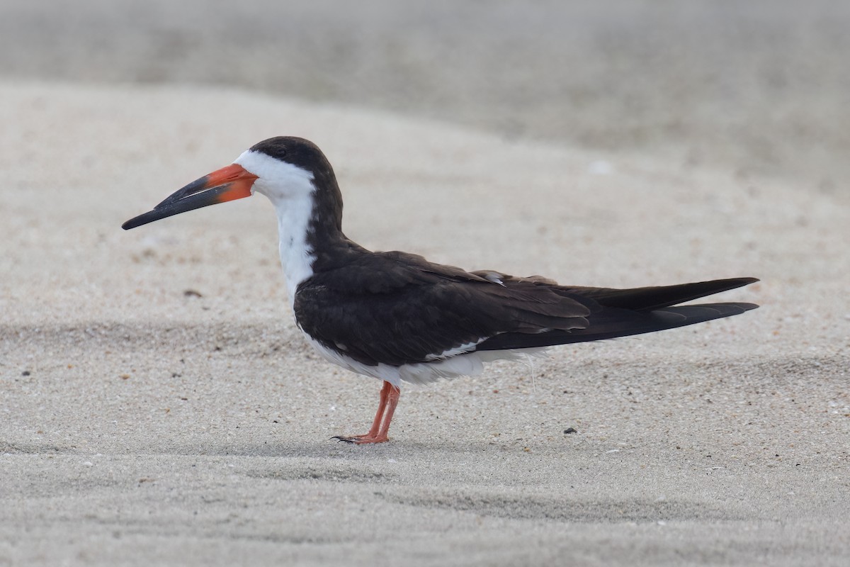 Black Skimmer - Kalpesh Krishna