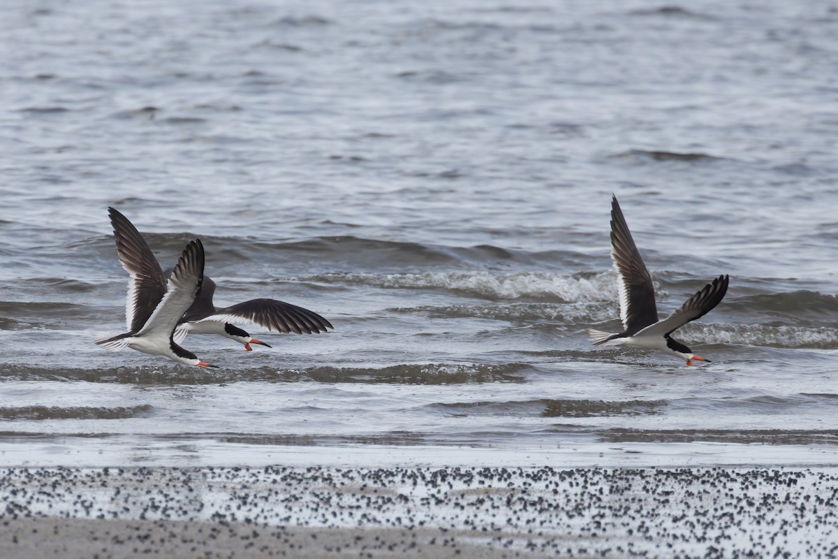 Black Skimmer - Kalpesh Krishna