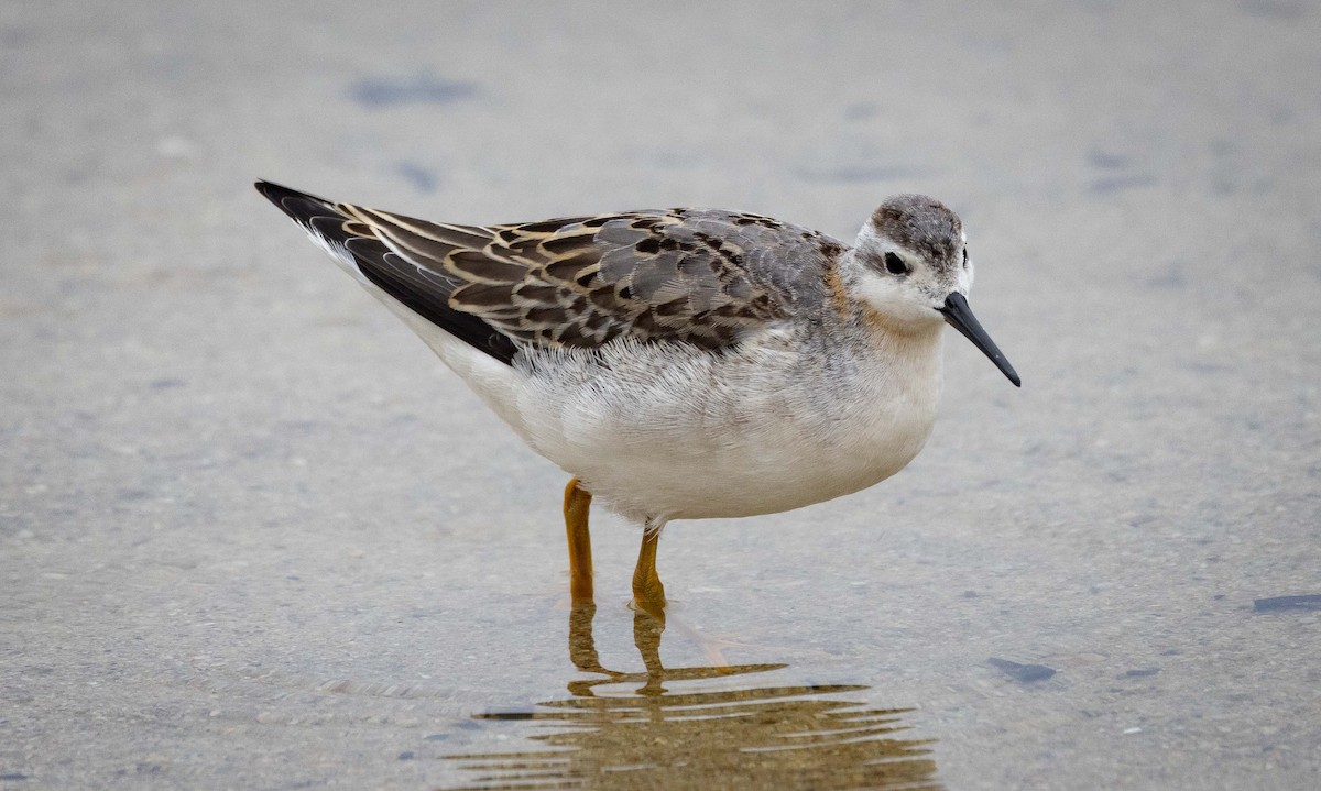 Wilson's Phalarope - ML607274591