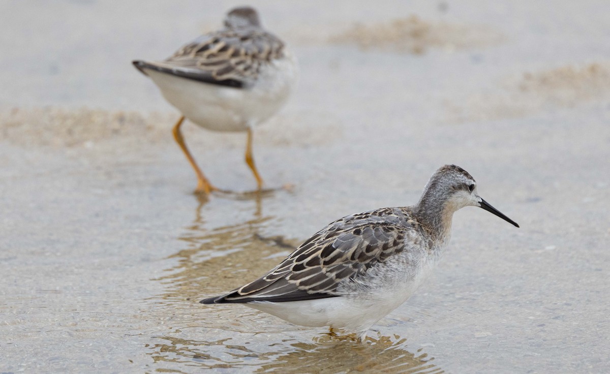 Wilson's Phalarope - ML607274731