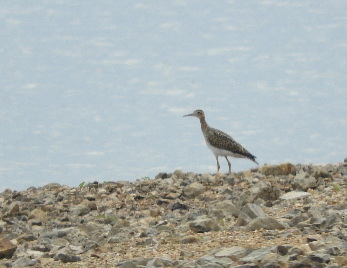 Upland Sandpiper - Joe Neal