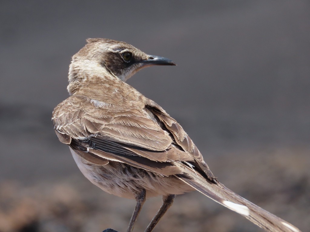 Galapagos Mockingbird - ML607274991