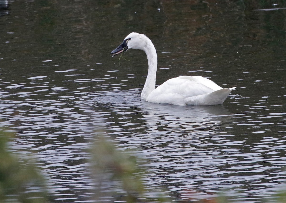 Tundra Swan (Whistling) - ML607275121