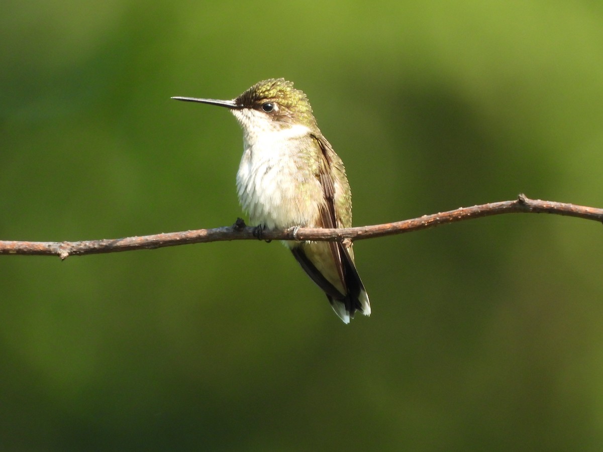Ruby-throated Hummingbird - JamEs ParRis