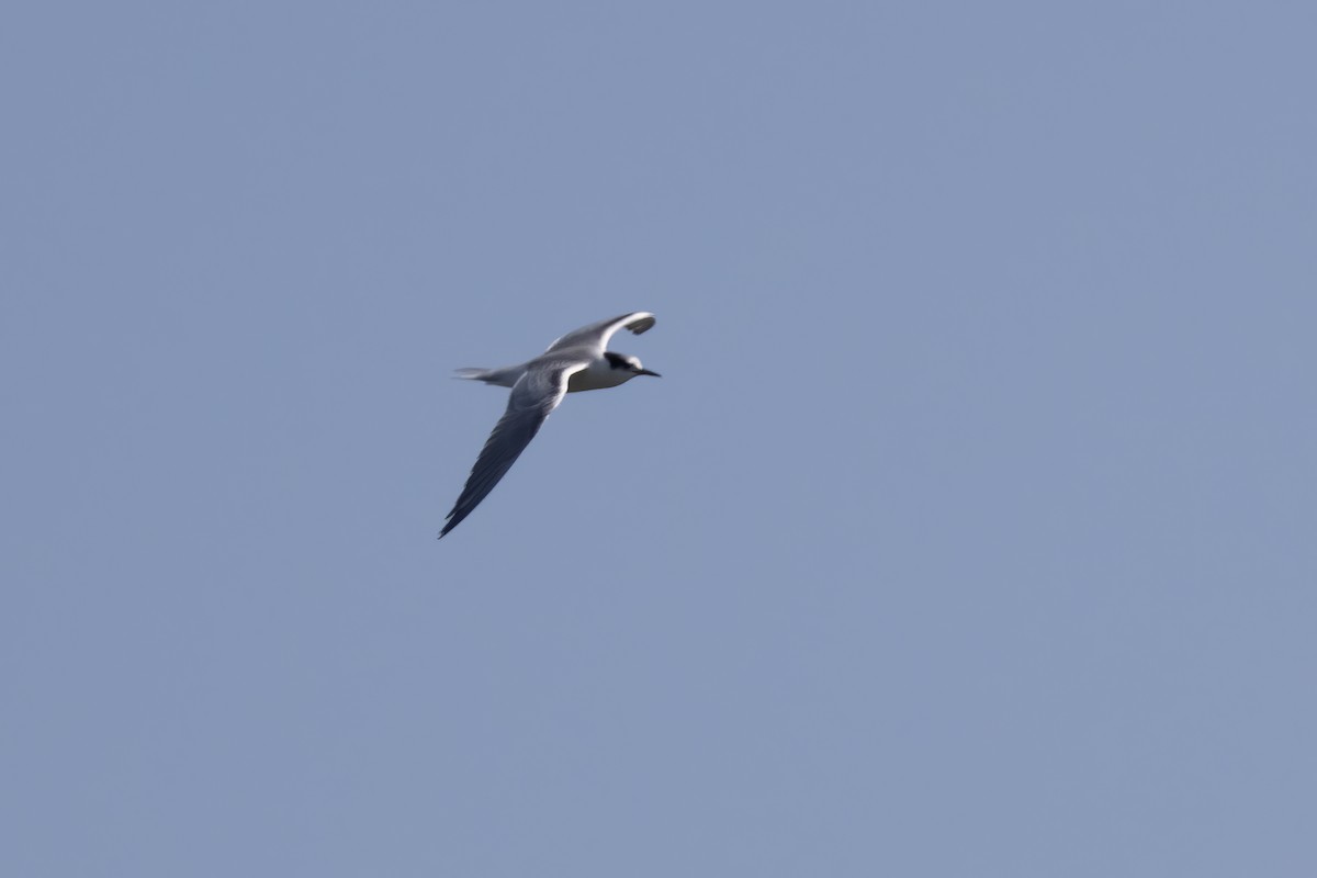 Common Tern - ML607275461