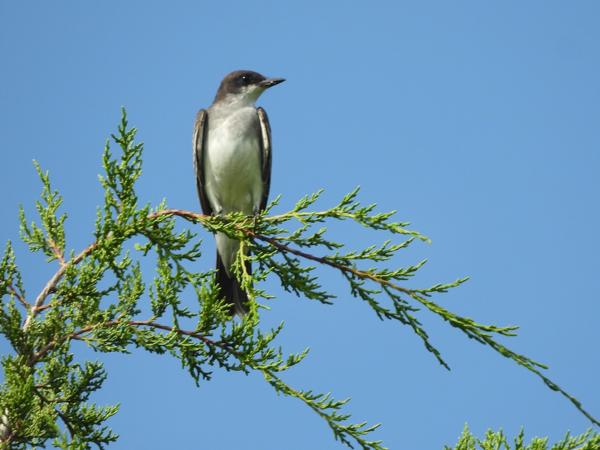 Eastern Kingbird - ML607275491