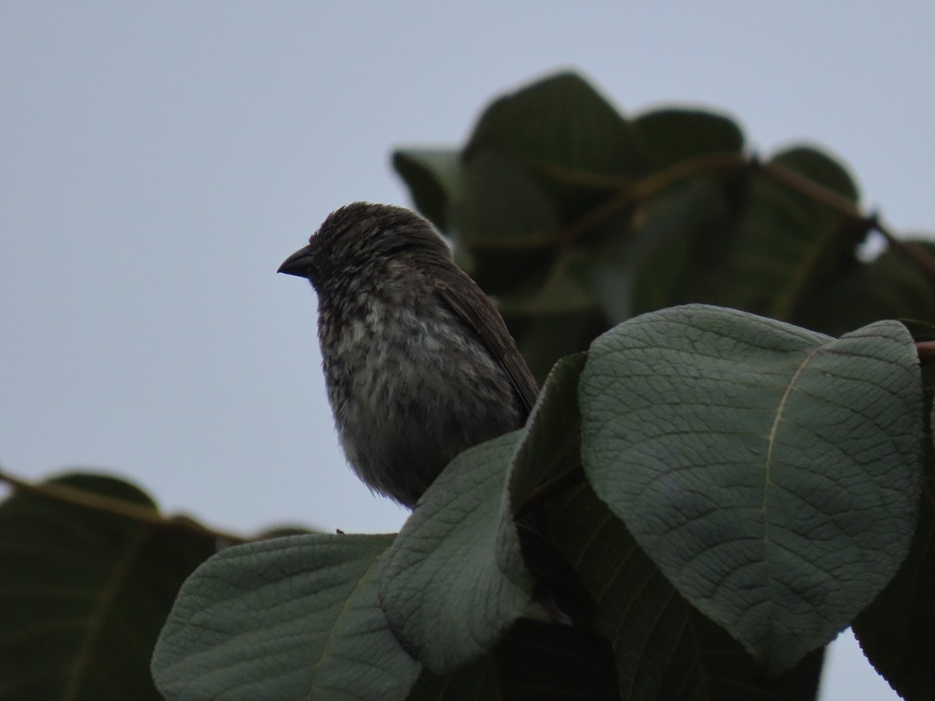 Small Ground-Finch - ML607275631