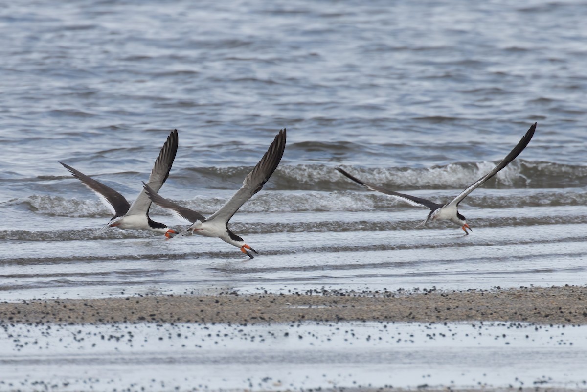 Black Skimmer - Kalpesh Krishna