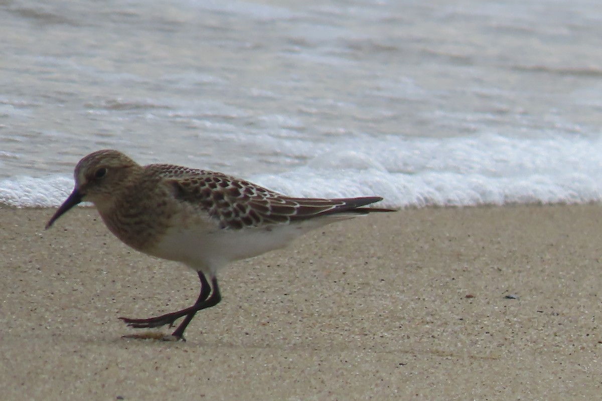 Baird's Sandpiper - ML607275981