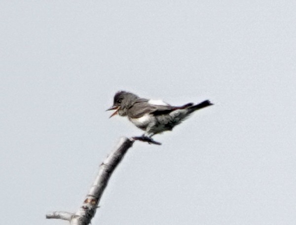 Olive-sided Flycatcher - ML607276381