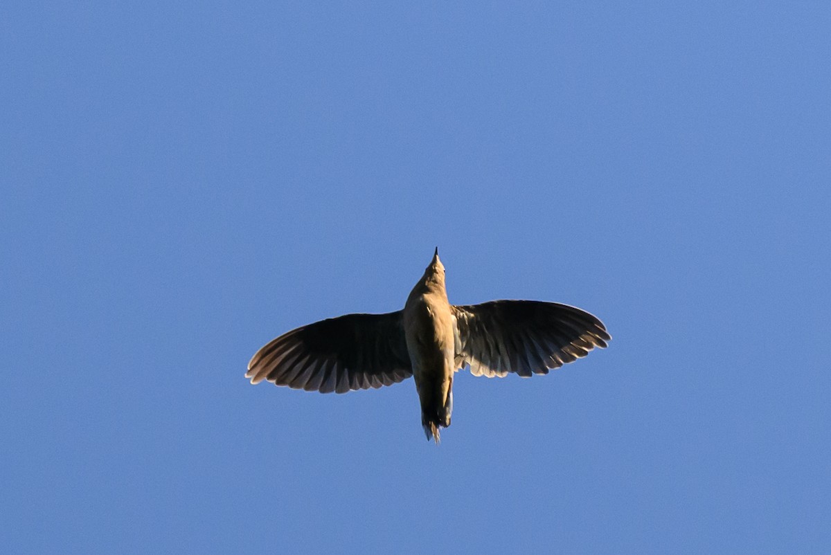 Mourning Dove - ML607277381