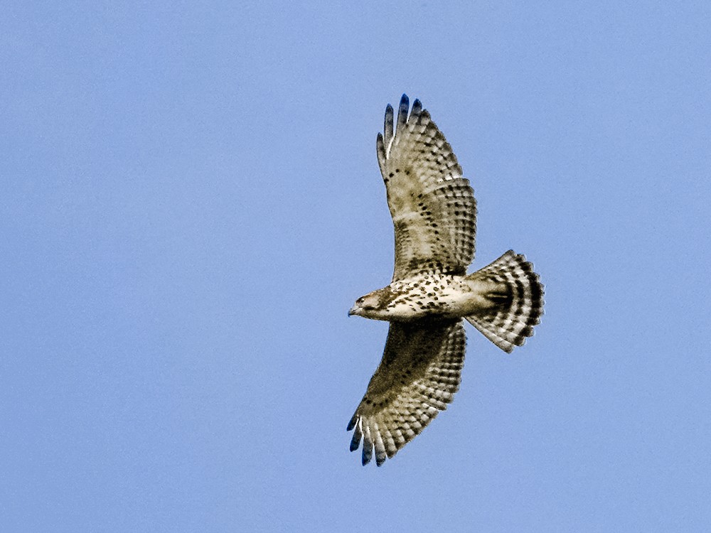 Broad-winged Hawk - Carena Pooth